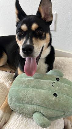 Jett (89287), Adopted, Young Male Australian Kelpie.