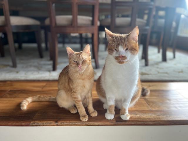 Ed and Pete, ADOPTABLE, Adult Male Domestic Short Hair.