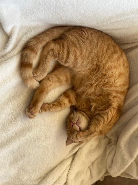 Ed and Pete, a ADOPTABLE Domestic Short Hair in Novato, CA image 3/4