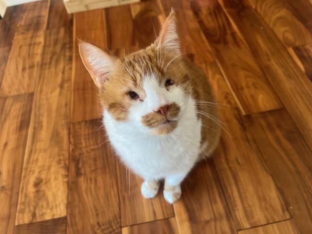 Ed and Pete, a ADOPTABLE Domestic Short Hair in Novato, CA image 2/4