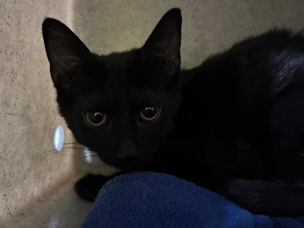 Komodo, Adoptable, Kitten Female Domestic Short Hair.