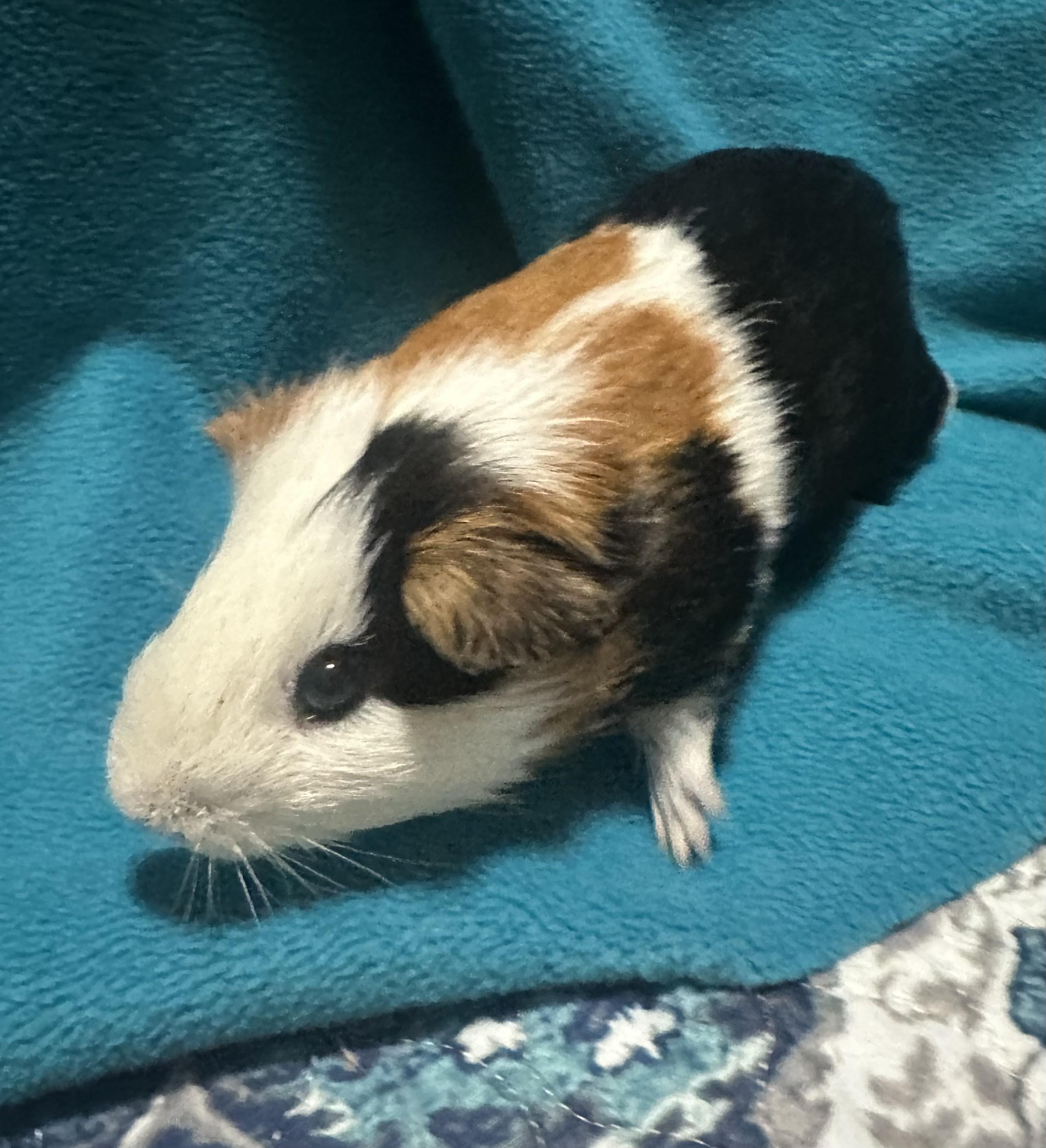 Enlarge Milo, an adoptable Guinea Pig in Austin, TX image 4/6