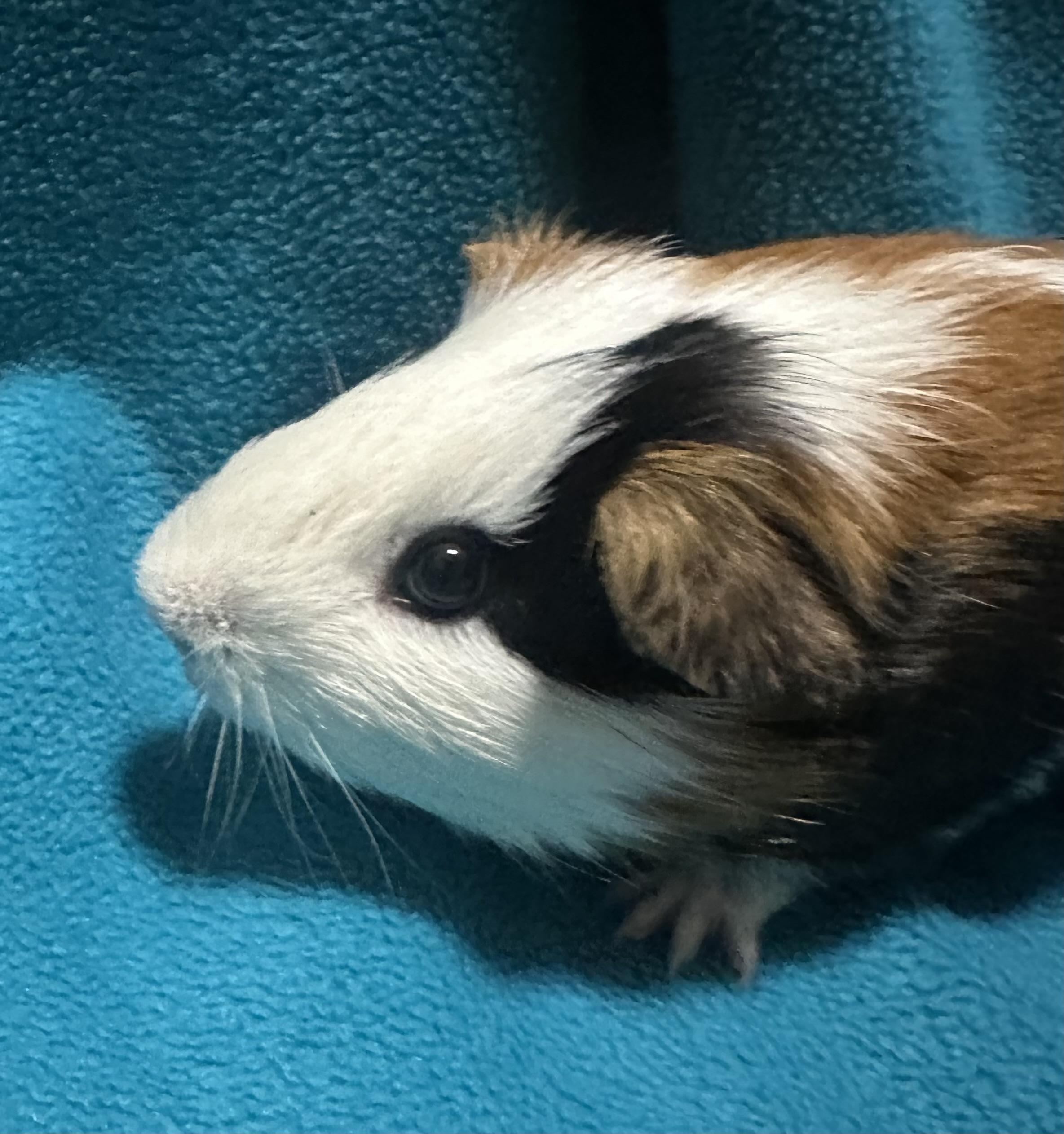 Milo, adoptable, Adult Male Guinea Pig.