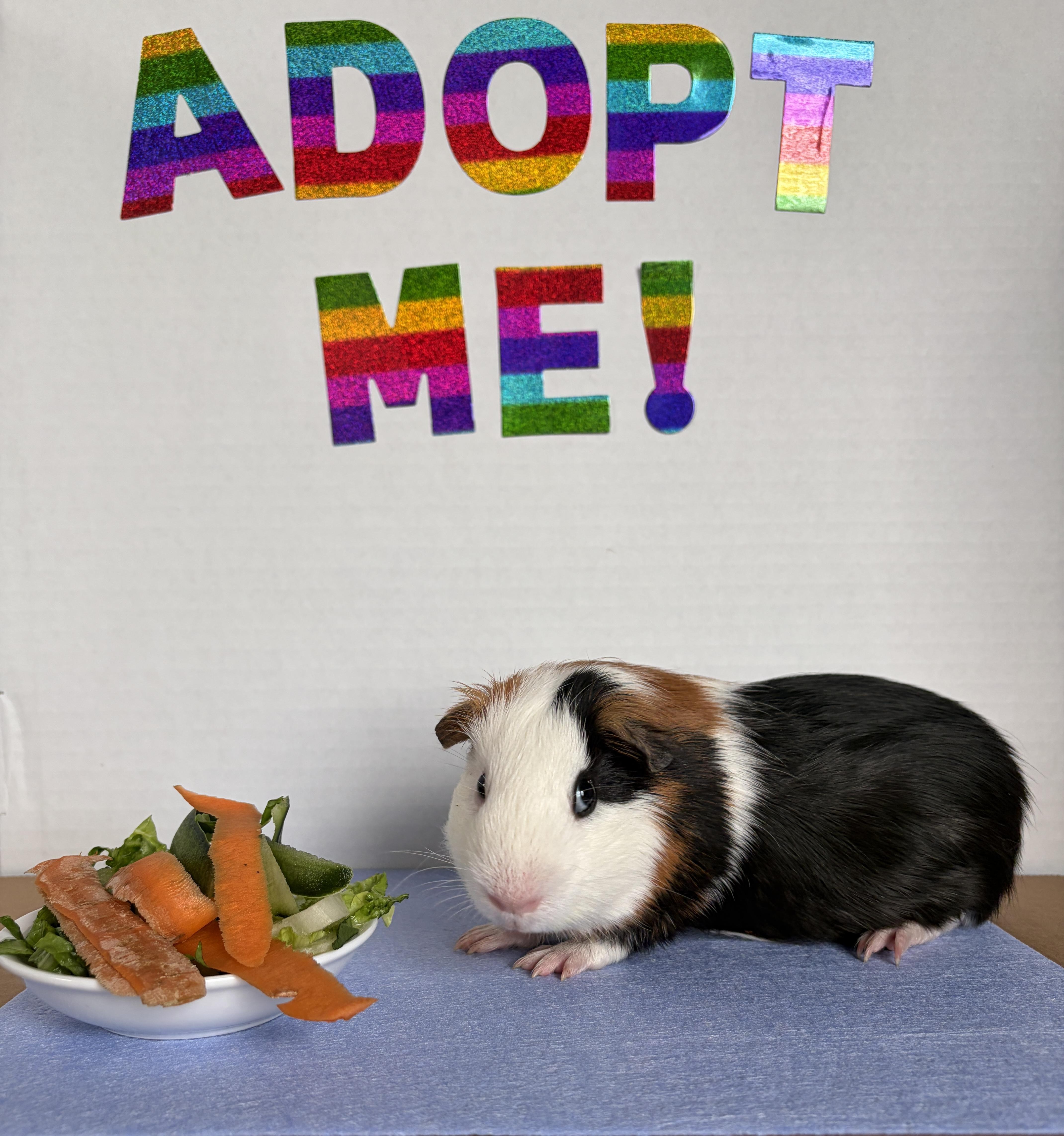 Enlarge Milo, an adoptable Guinea Pig in Austin, TX image 6/6