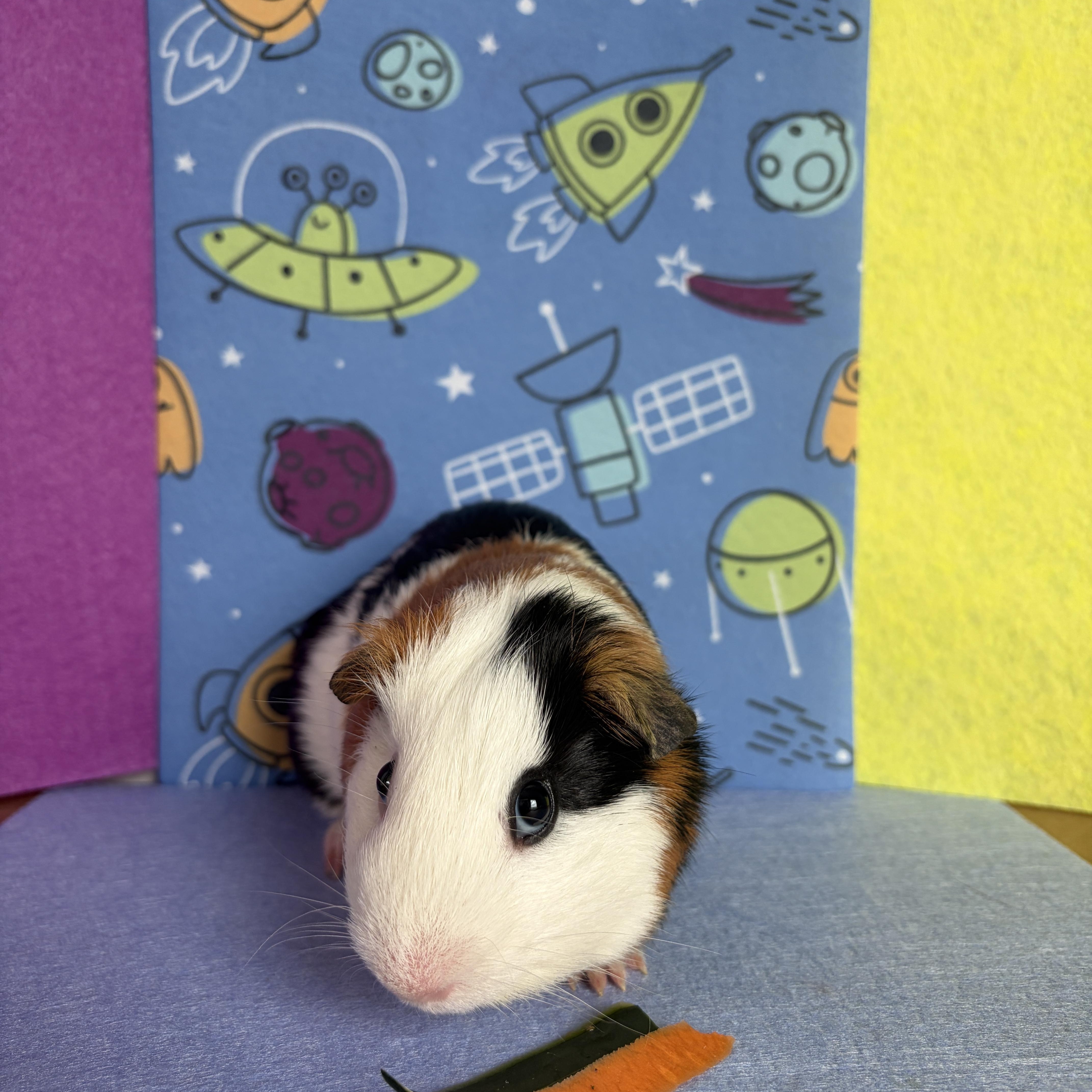 Enlarge Milo, an adoptable Guinea Pig in Austin, TX image 5/6