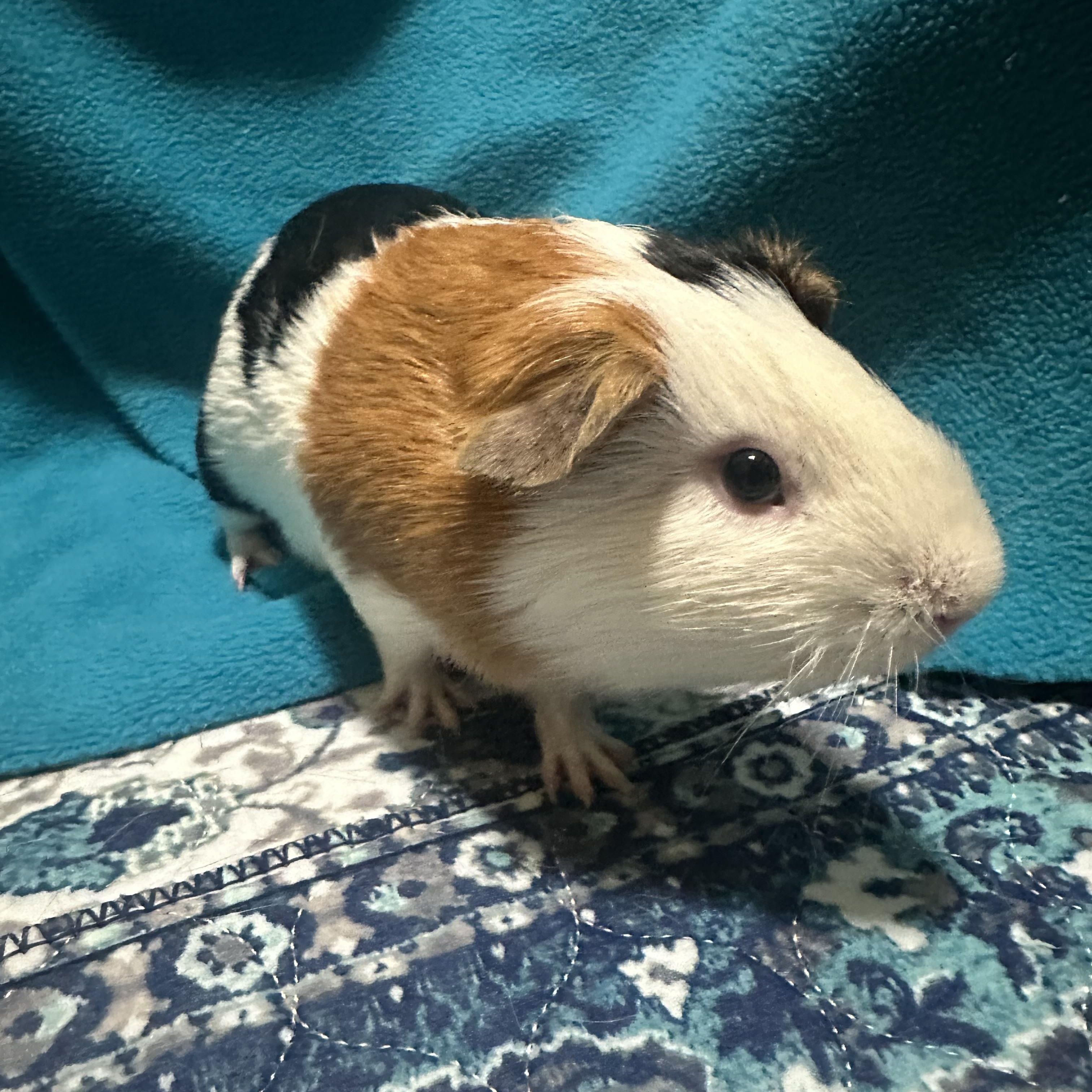 Enlarge Milo, an adoptable Guinea Pig in Austin, TX image 2/6