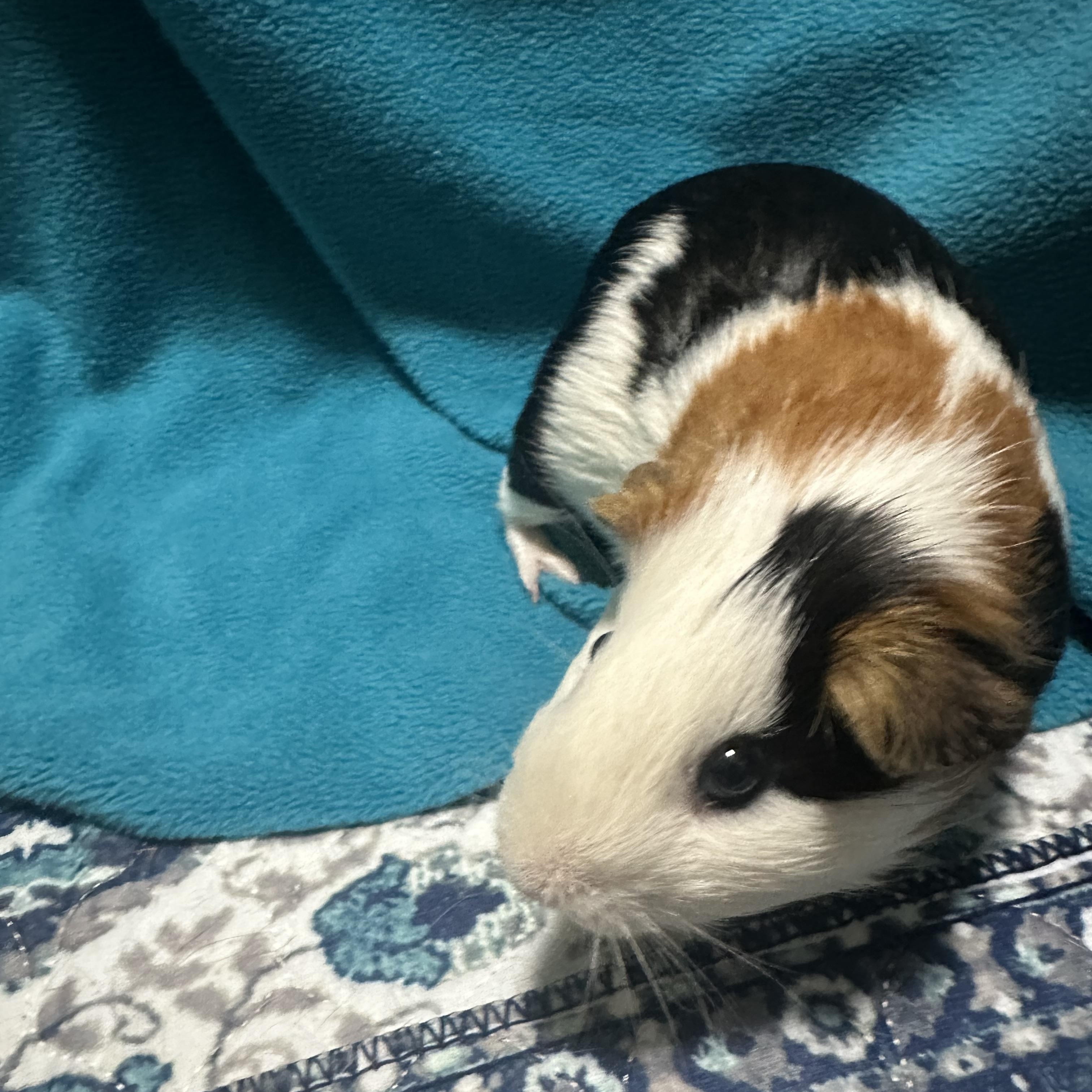 Enlarge Milo, an adoptable Guinea Pig in Austin, TX image 3/6