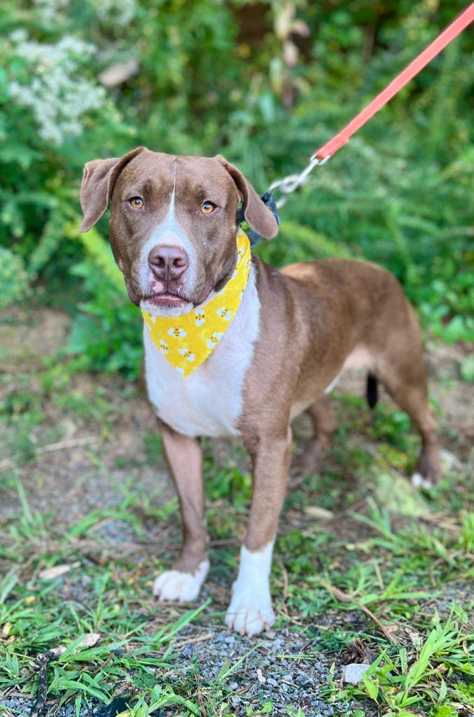 Enlarge Yoshi, a Adoptable mixed breed in Ellijay, GA image 1/2