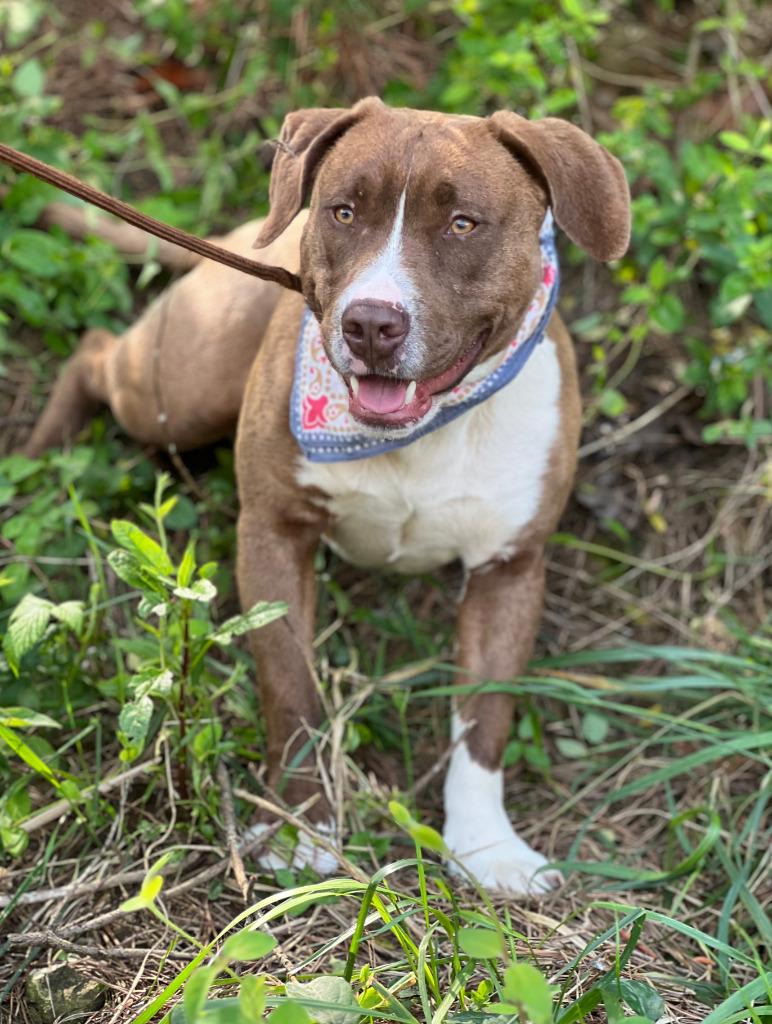 Enlarge Yoshi, a Adoptable mixed breed in Ellijay, GA image 2/2