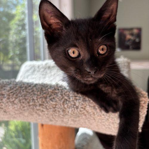 Larry, Adoptable, Kitten Male Domestic Short Hair.