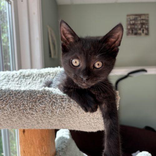Enlarge Larry, a Adoptable Domestic Short Hair in Kenosha, WI image 3/5