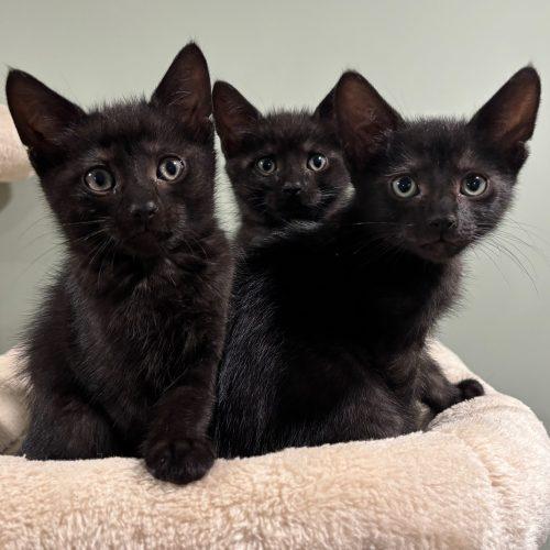 Enlarge Larry, a Adoptable Domestic Short Hair in Kenosha, WI image 4/5