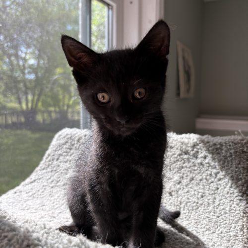 Enlarge Larry, a Adoptable Domestic Short Hair in Kenosha, WI image 5/5