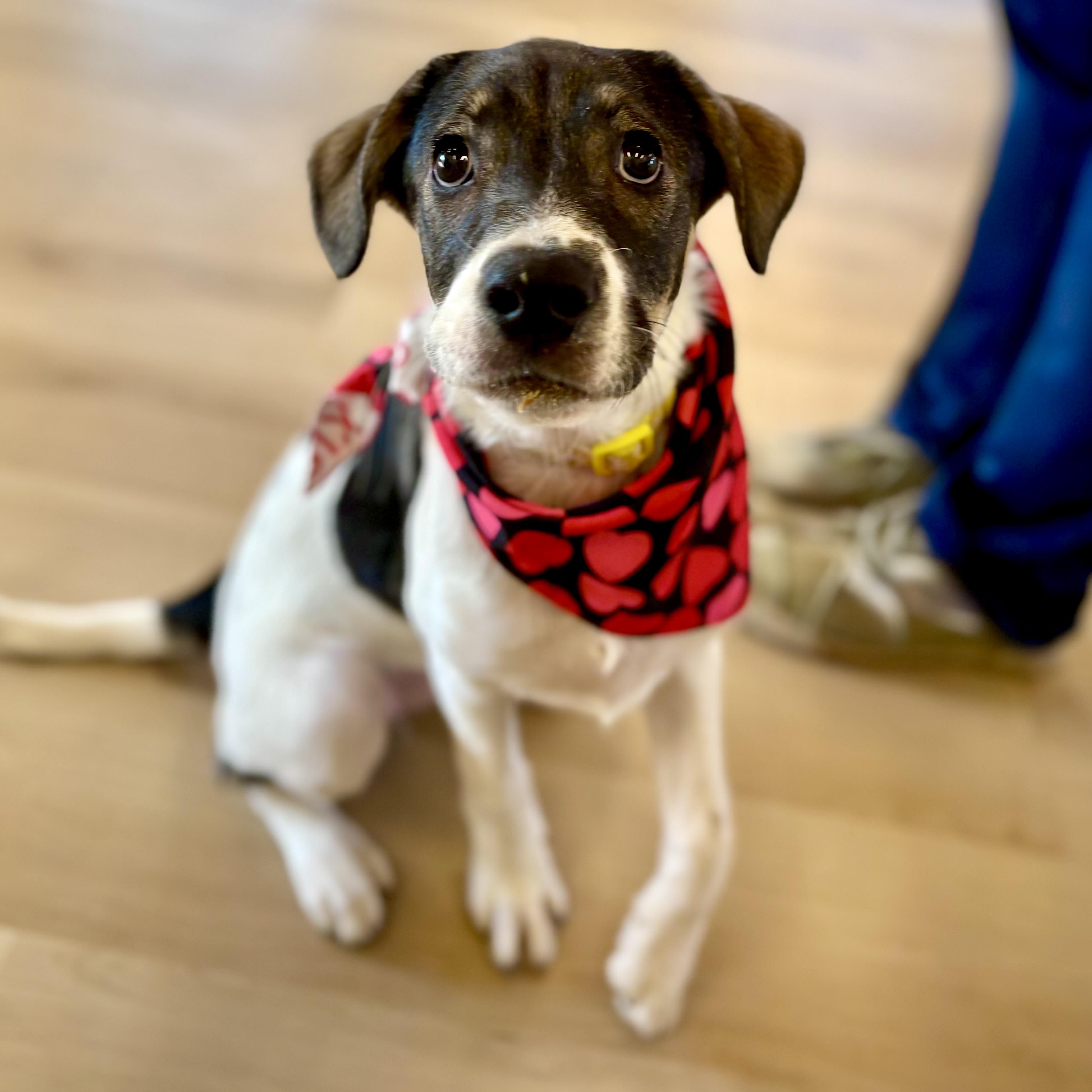 Margot, a Adoptable mixed breed in Prior Lake, MN image 4/6