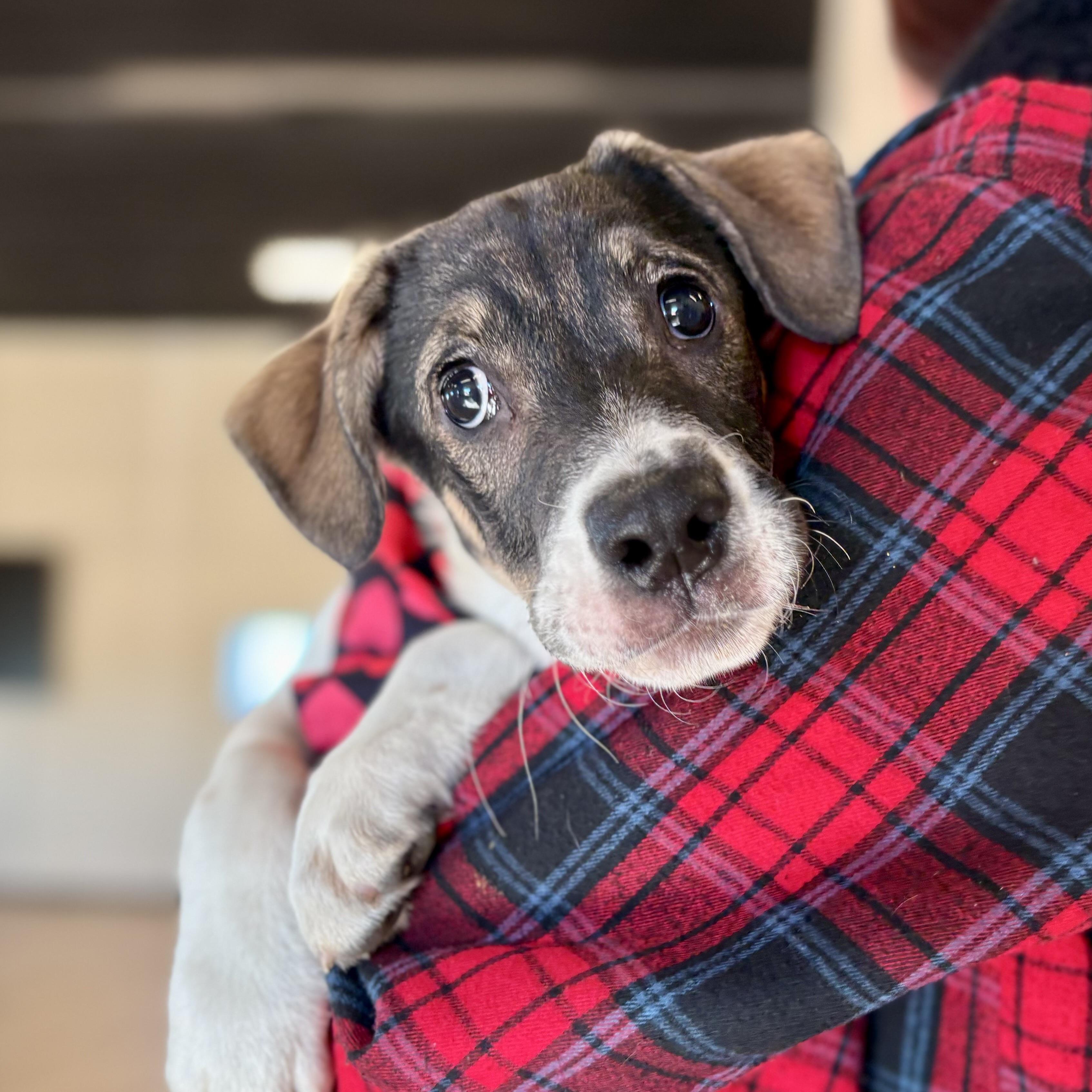 Margot, a Adoptable mixed breed in Prior Lake, MN image 3/6