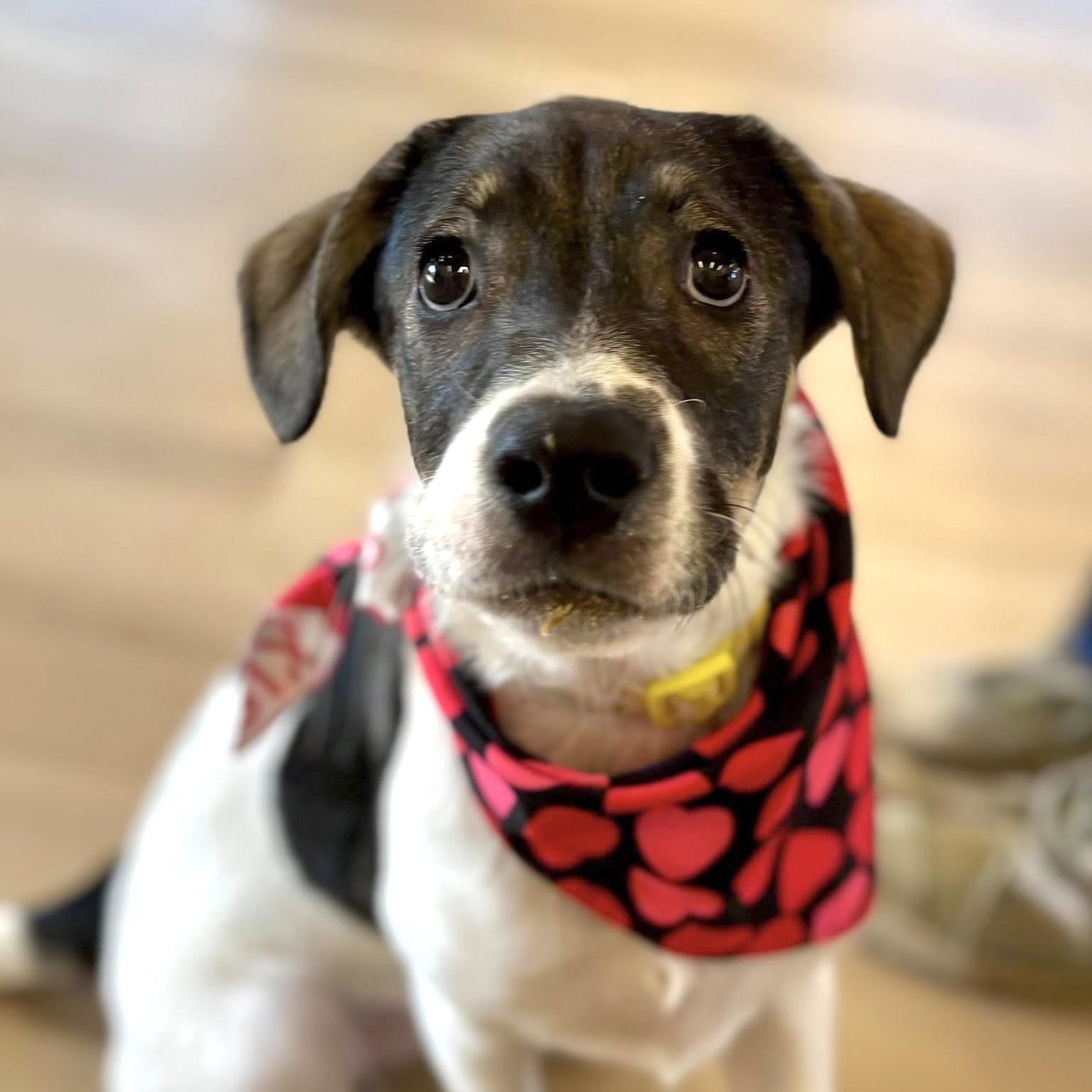 Margot, a Adoptable mixed breed in Prior Lake, MN image 1/6