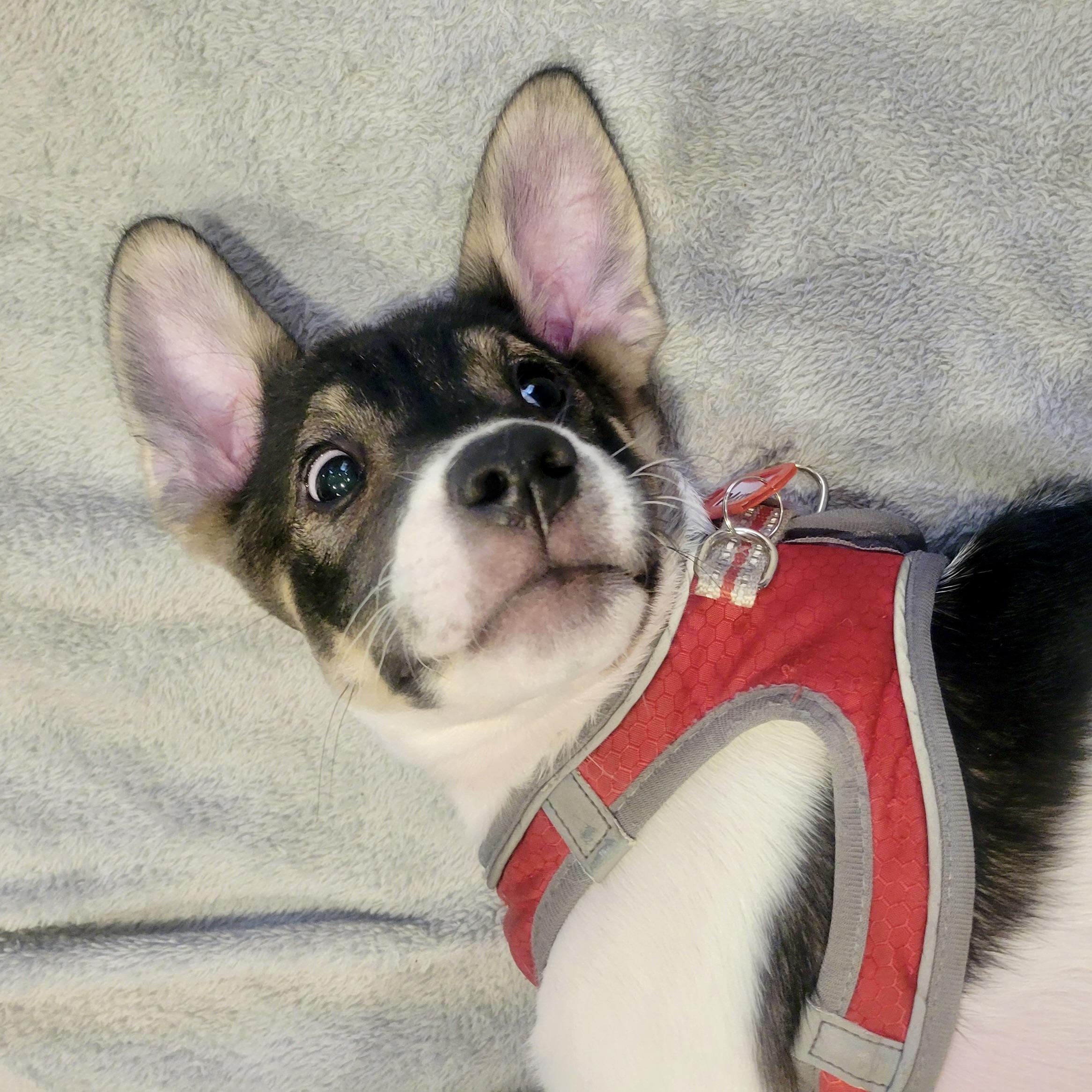 Margot, a Adoptable mixed breed in Prior Lake, MN image 6/6