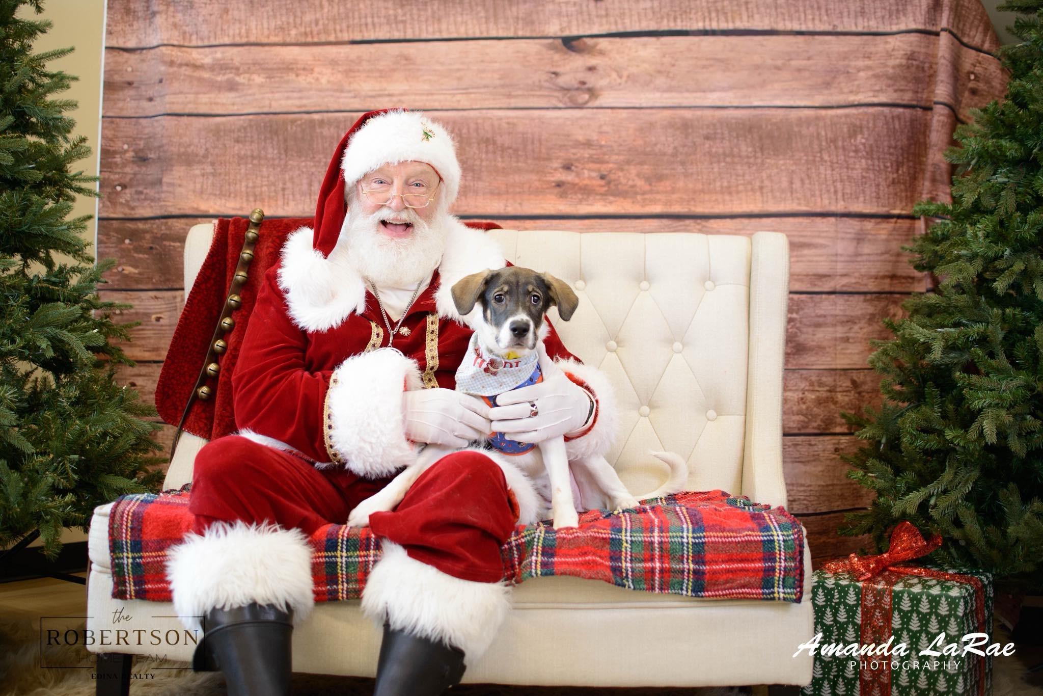 Margot, a Adoptable mixed breed in Prior Lake, MN image 2/6