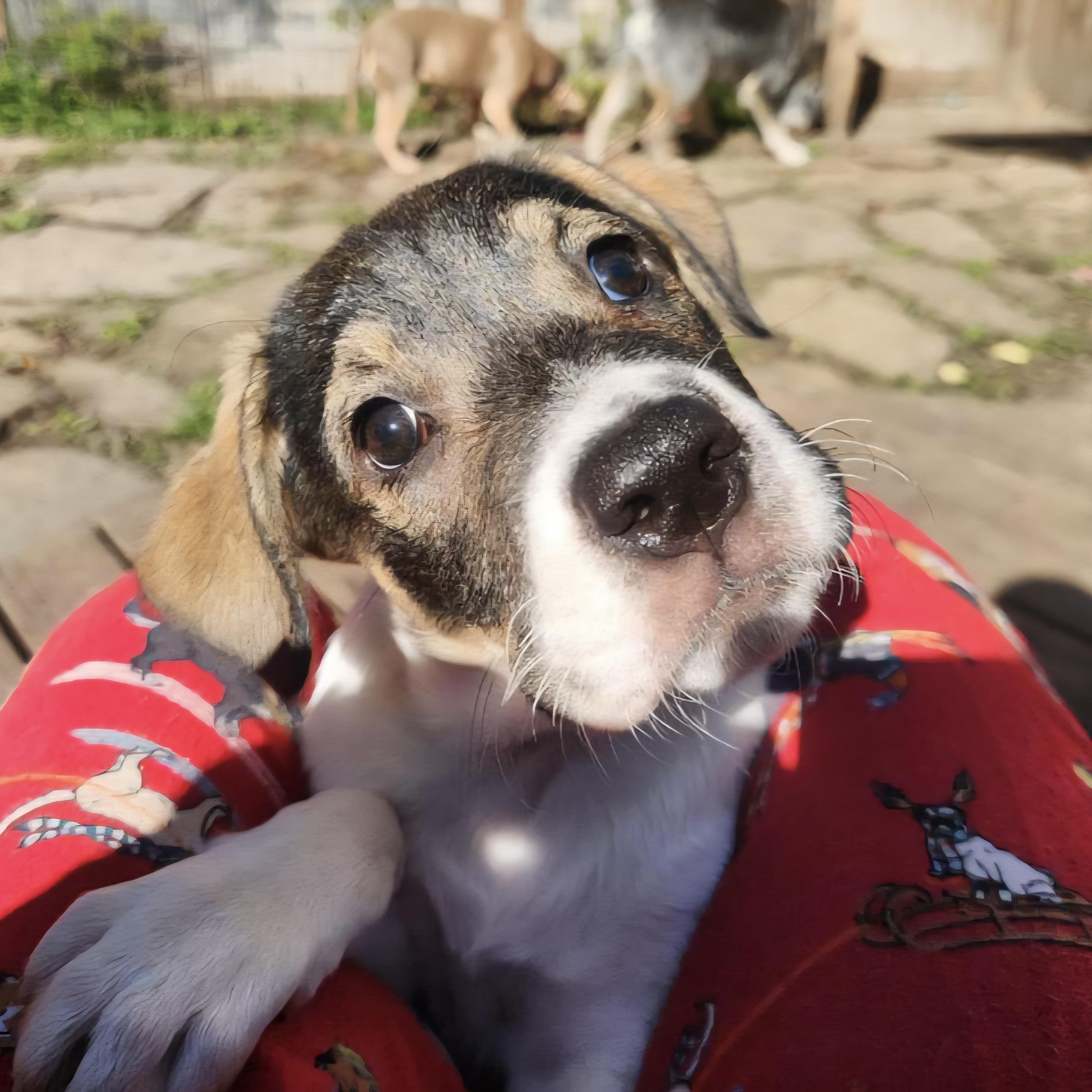 Margot, a Adoptable mixed breed in Prior Lake, MN image 5/6
