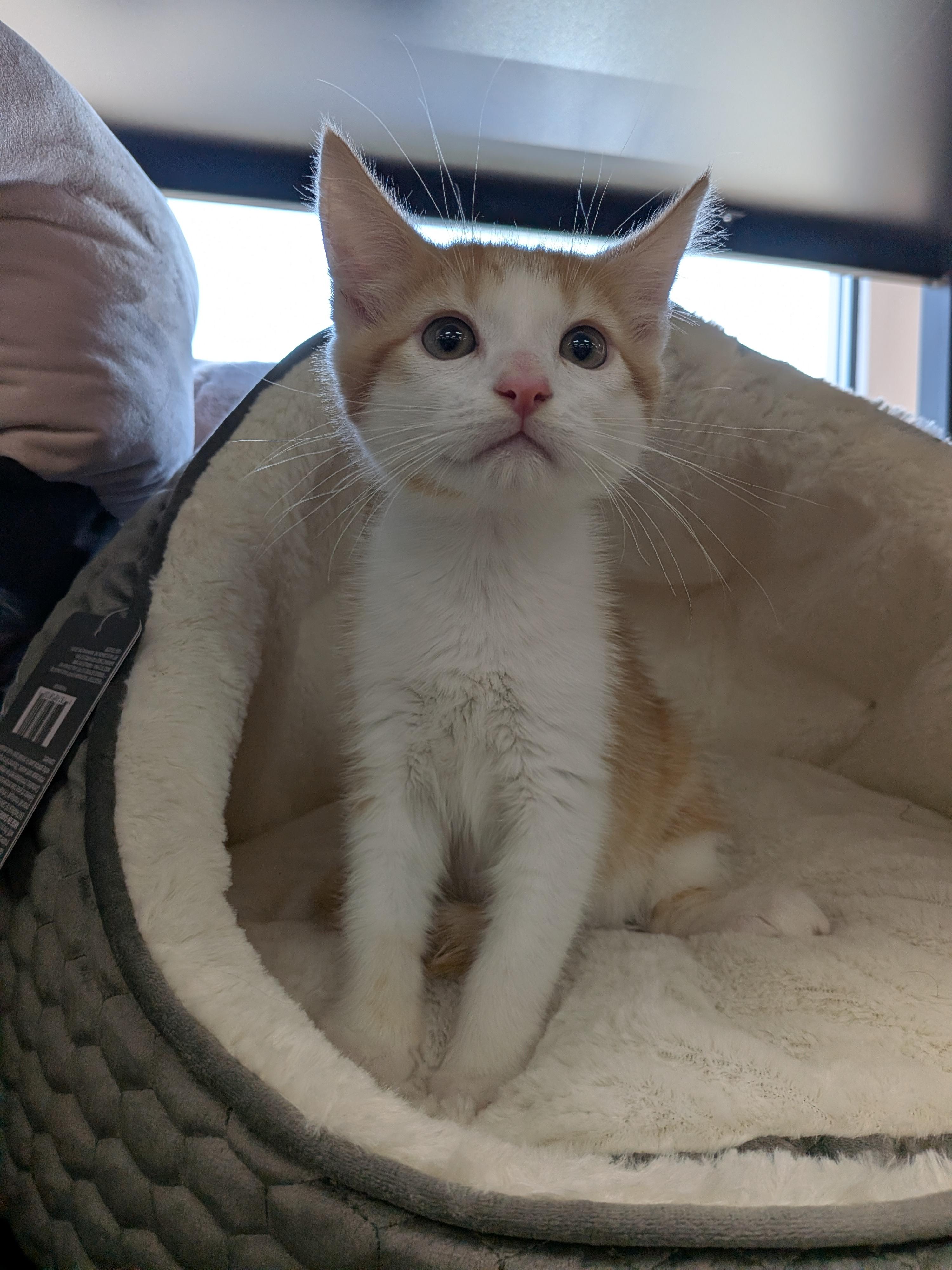 Queso -Preadoption ONLY, Adoptable, Kitten Male Domestic Short Hair.