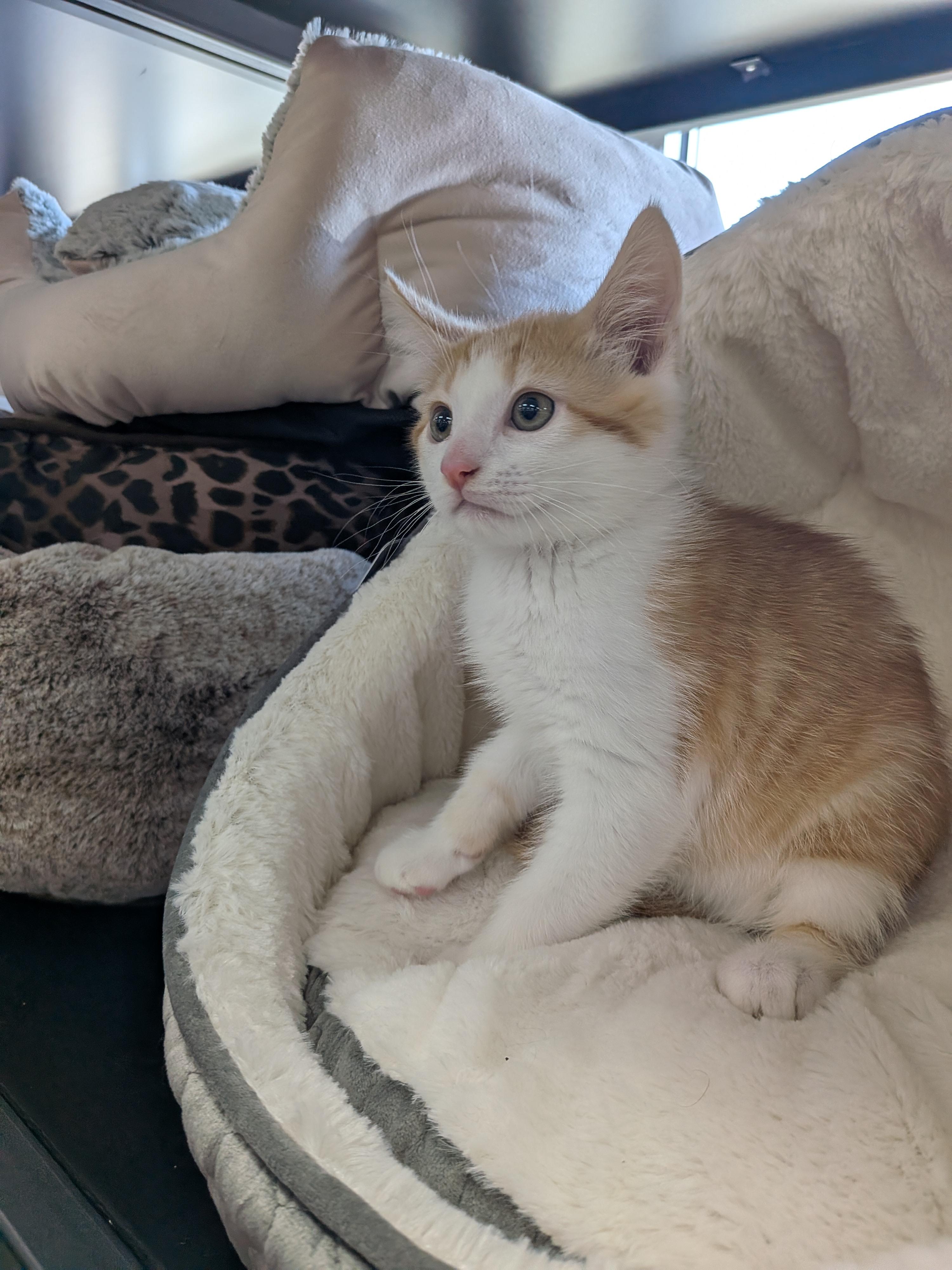 Enlarge Queso -Preadoption ONLY, a Adoptable Domestic Short Hair in Chilliwack, BC image 2/2