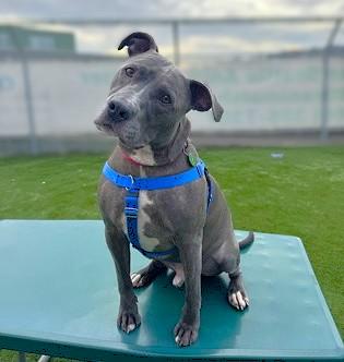 Kingston, Adoptable, Adult Male Pit Bull Terrier & Mixed Breed.