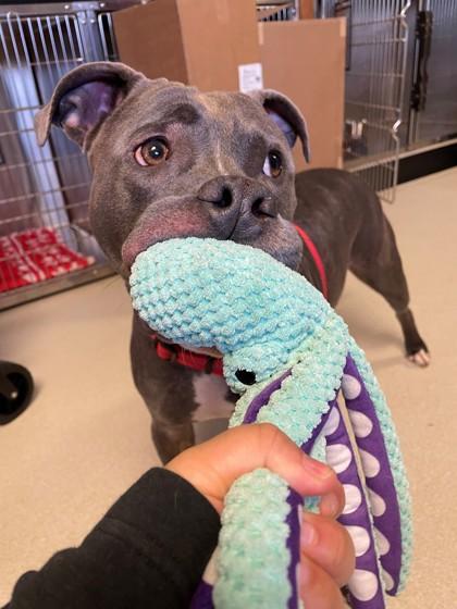 Enlarge Kingston, a Adoptable mixed breed in Seattle, WA image 1/3