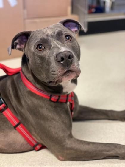 Enlarge Kingston, a Adoptable mixed breed in Seattle, WA image 2/3