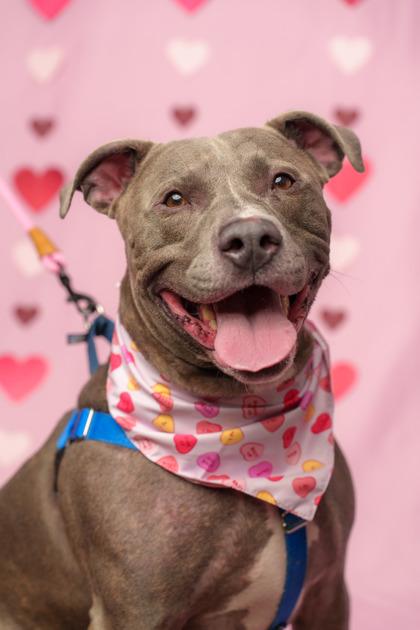 Enlarge Kingston, a Adoptable mixed breed in Seattle, WA image 3/3