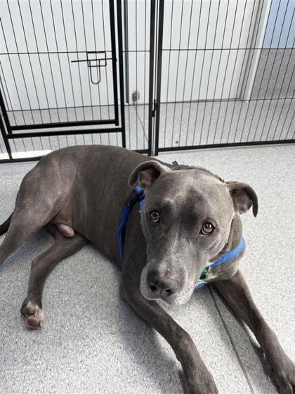 Kingston, Adoptable, Adult Male Pit Bull Terrier & Mixed Breed.