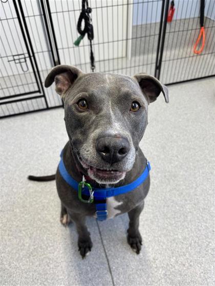 Enlarge Kingston, a Adoptable mixed breed in Seattle, WA image 2/3
