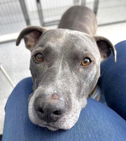 Enlarge Kingston, a Adoptable mixed breed in Seattle, WA image 3/3