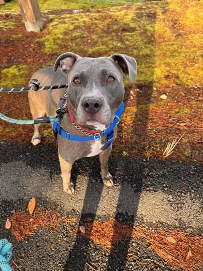 Enlarge Kingston, a Adoptable mixed breed in Seattle, WA image 3/3