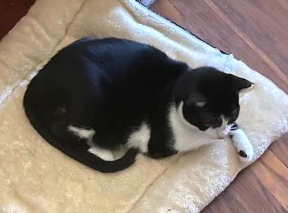 Daysi, a Adoptable Tuxedo in Jamaica Plain, MA image 1/4