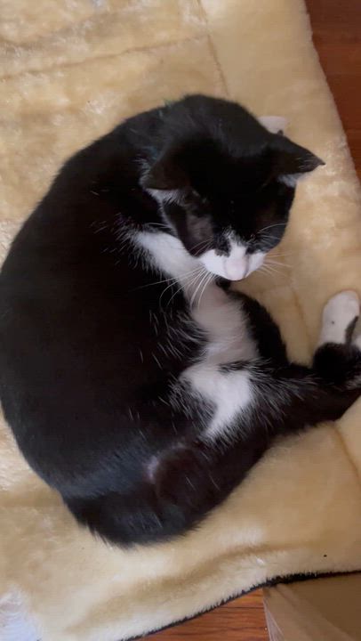 Enlarge Daysi, a Adoptable Tuxedo in Jamaica Plain, MA video 3/4