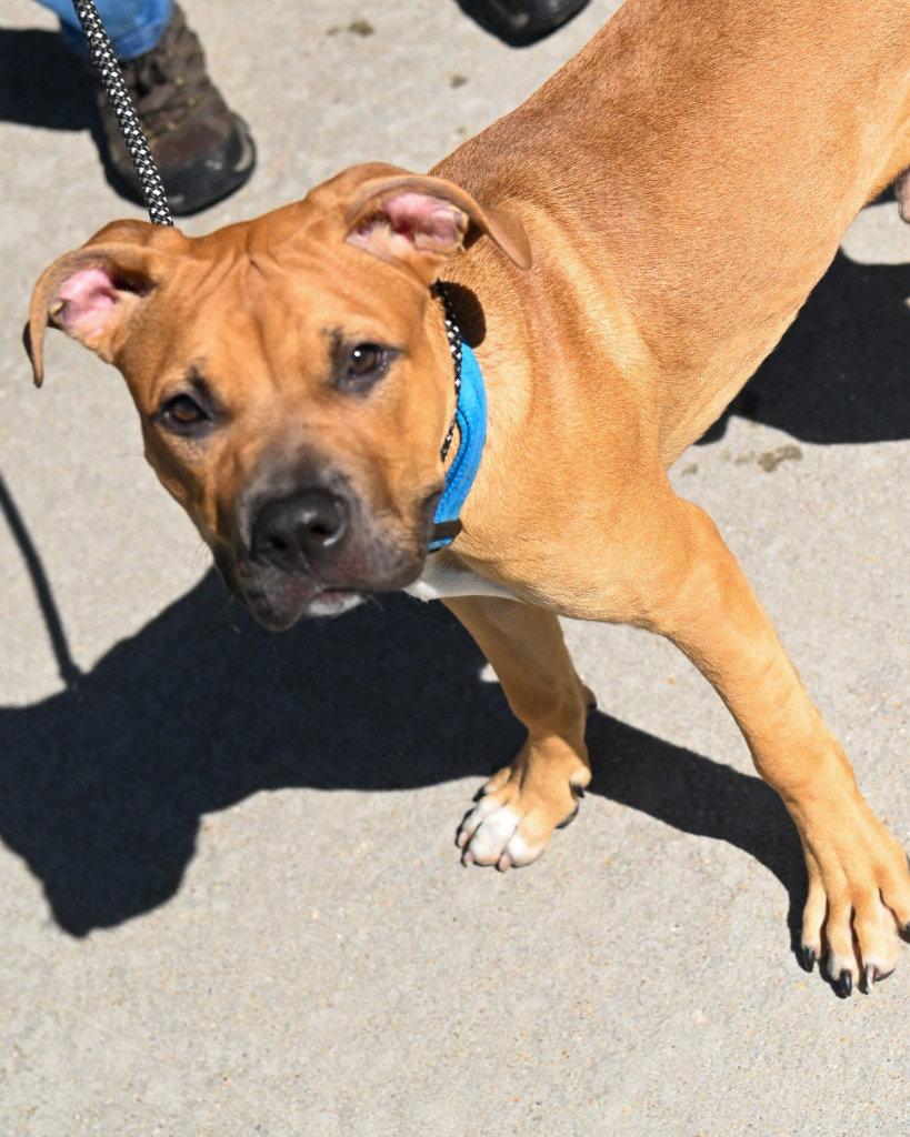 DA 4 Waffles, Adoptable, Young Male Mastiff.