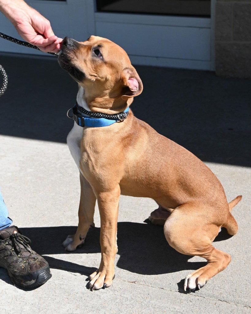 Enlarge DA 4 Waffles, a Adoptable Mastiff in Glen Allen, VA image 2/3