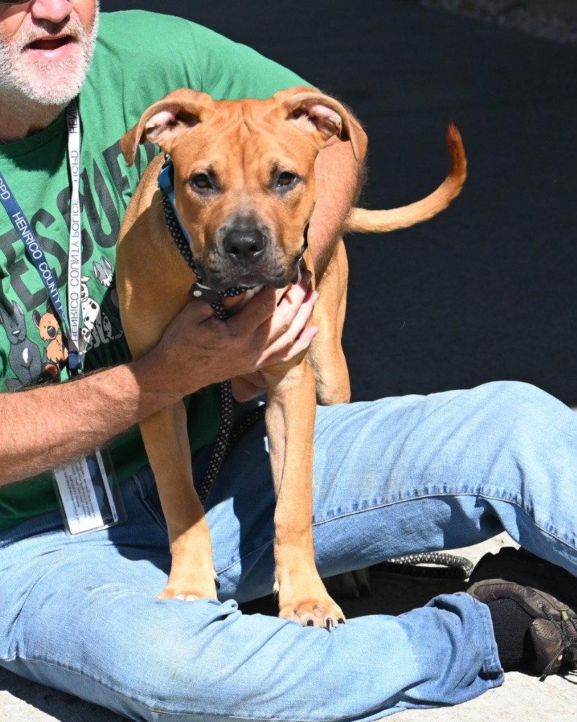 Enlarge DA 4 Waffles, a Adoptable Mastiff in Glen Allen, VA image 3/3
