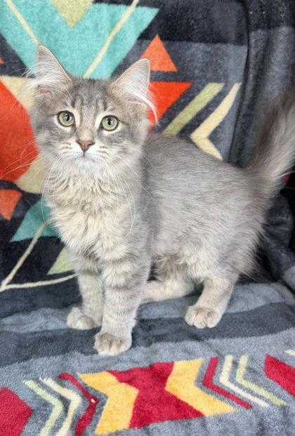 7128 (Lollipop), Adopted, Kitten Female Domestic Medium Hair.