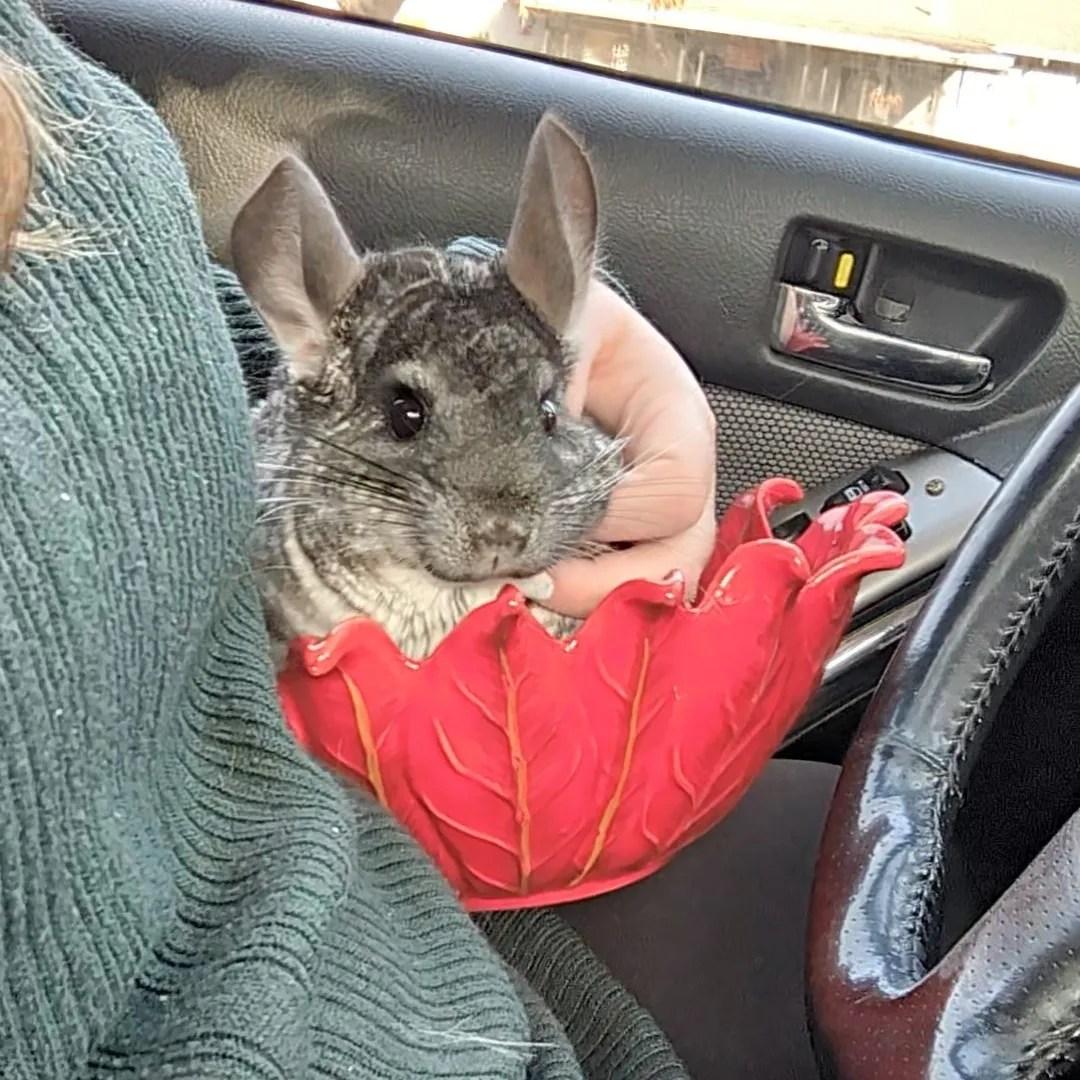 Mo, Adoptable, Young Female Chinchilla.