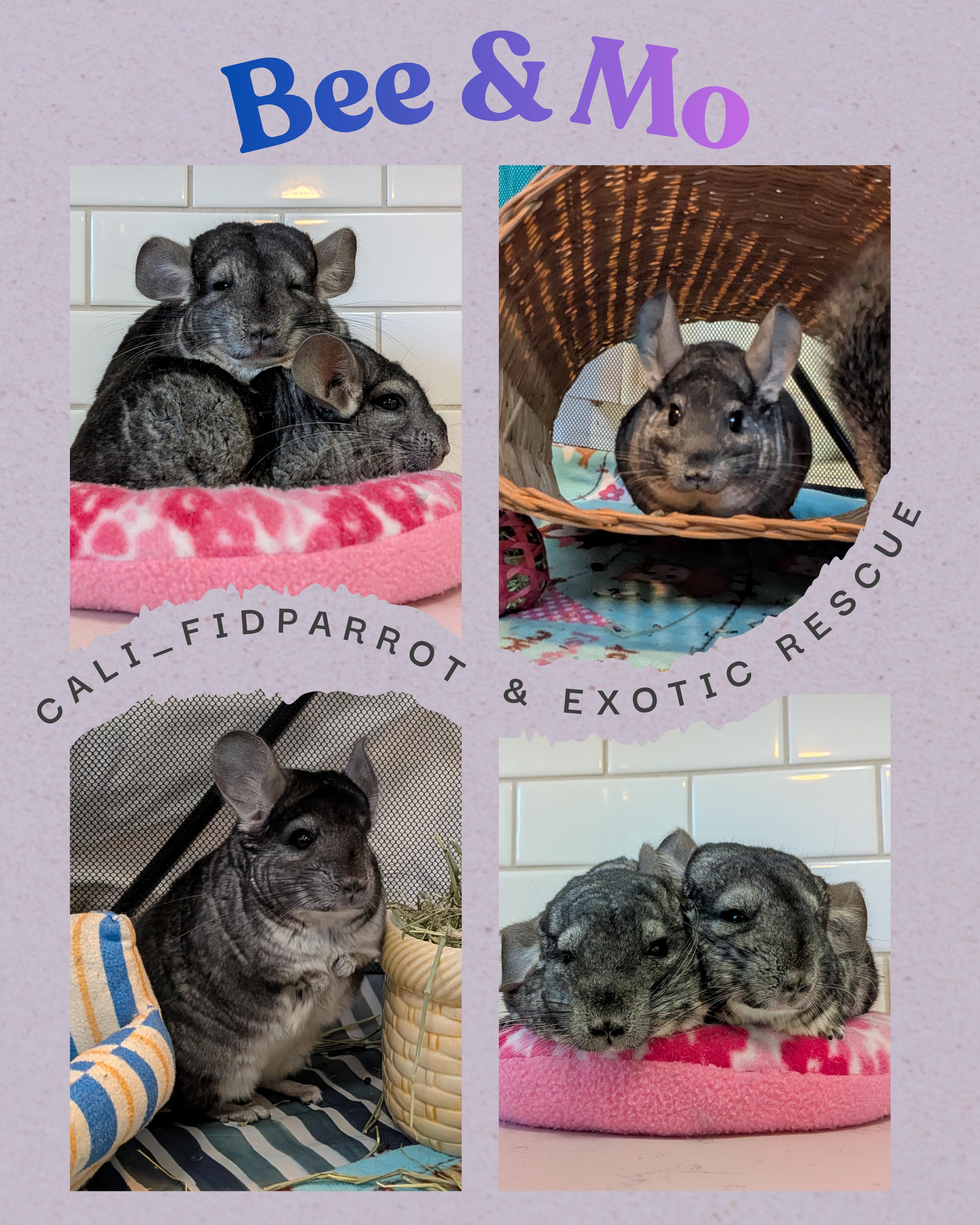 Mo & Bee, a Adoptable Chinchilla in Modesto, CA image 1/3