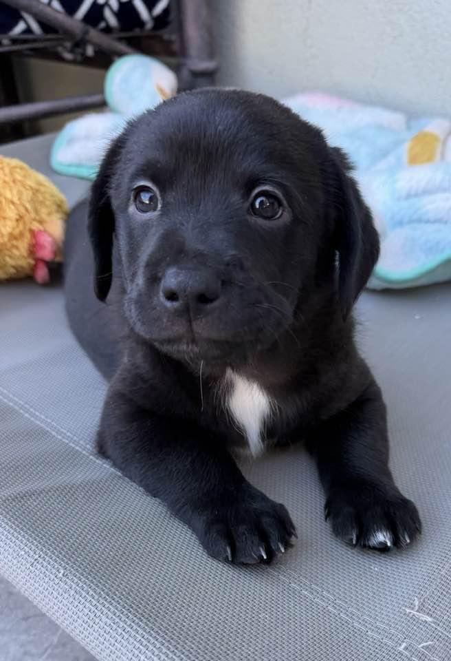 Enlarge Rocky, a Adopted mixed breed in Phoenix, AZ image 1/2