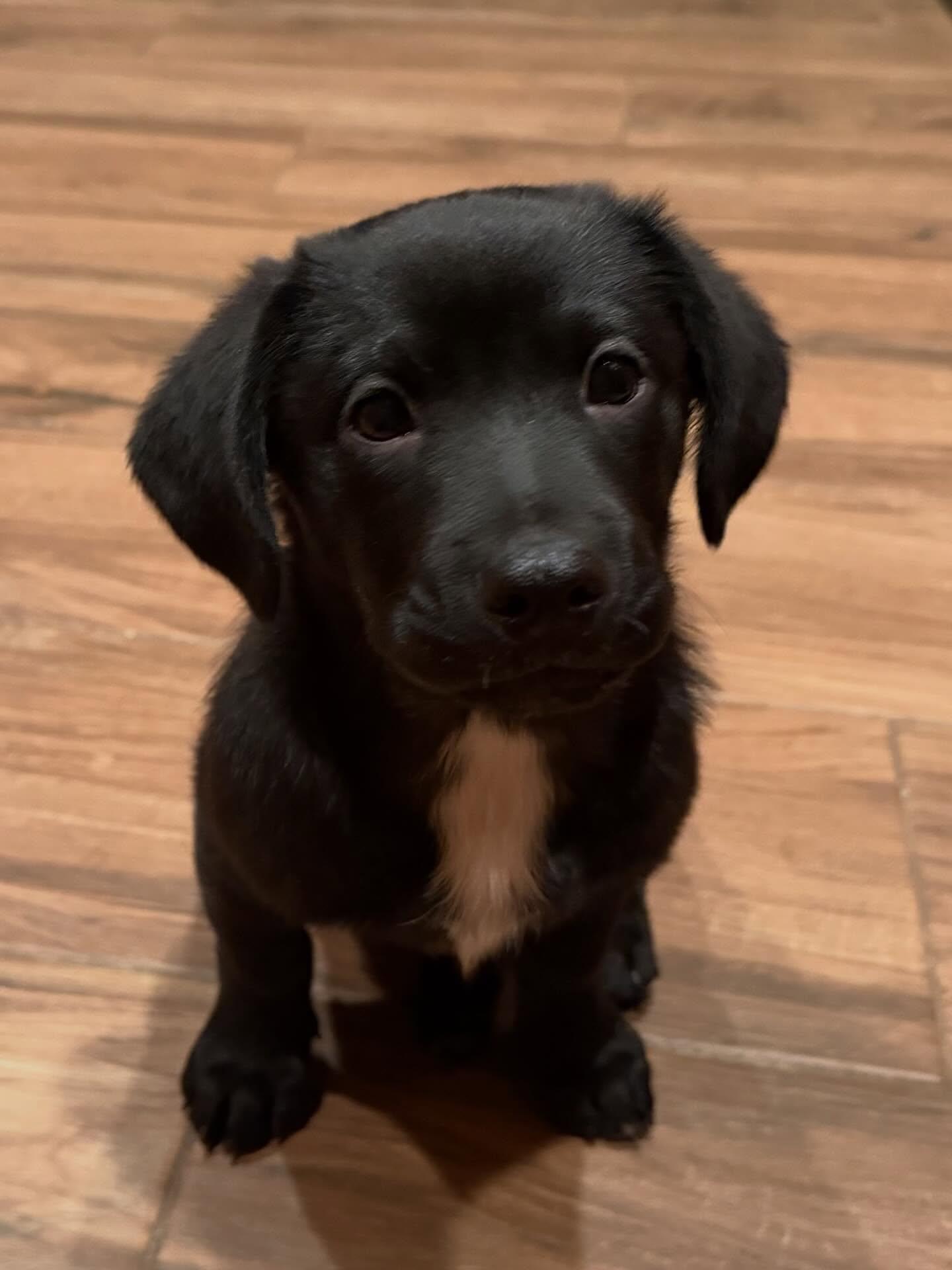 Enlarge Rocky, a Adopted mixed breed in Phoenix, AZ image 2/2