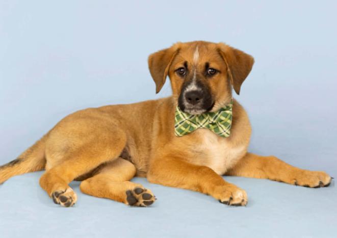 Enlarge Jack, a Adopted mixed breed in Eutawville, SC image 3/6