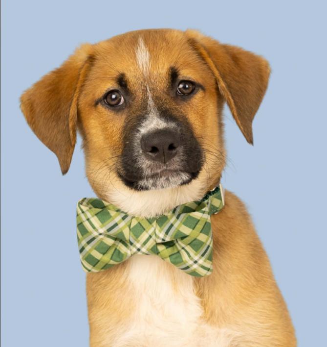 Enlarge Jack, a Adopted mixed breed in Eutawville, SC image 6/6