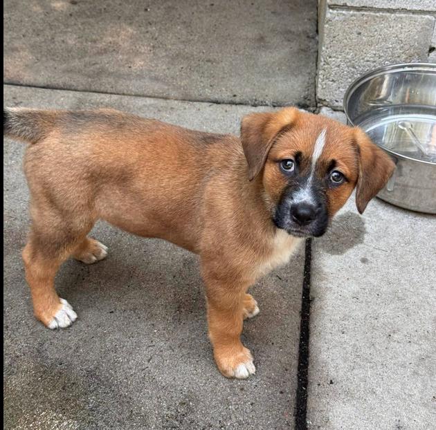 Enlarge Jack, a ADOPTABLE mixed breed in Eutawville, SC image 4/4