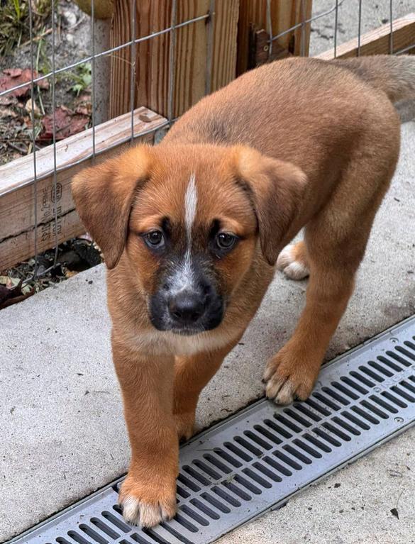Enlarge Jack, a ADOPTABLE mixed breed in Eutawville, SC image 3/4