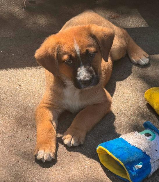 Enlarge Jack, a ADOPTABLE mixed breed in Eutawville, SC image 2/4