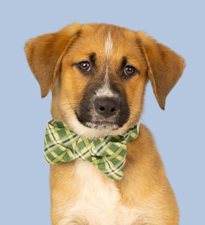 Enlarge Jack, a Adopted mixed breed in Eutawville, SC image 2/6