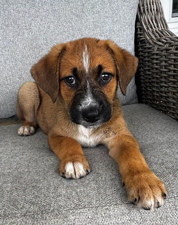 Jack, ADOPTABLE, Puppy Male Mixed Breed.